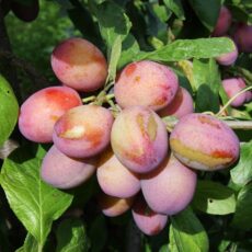 5038838001093 1 Plum Victoria Bush St Julien A 12L.jpg